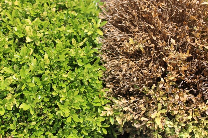 Bukszpany zaatakowane przez ćmę szybko obumierają.