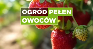 Ogród pełen owoców