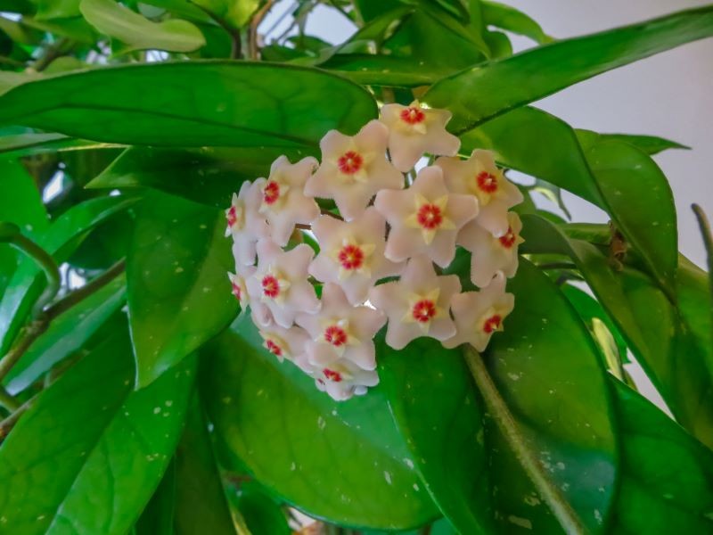 Do kwitnienia nakłoni hoję systematyczne nawożenie.