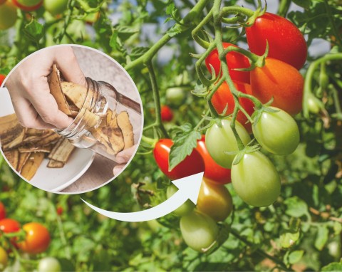 Naturalne nawozy do pomidorów. Jakie są objawy przenawożonych pomidorów?