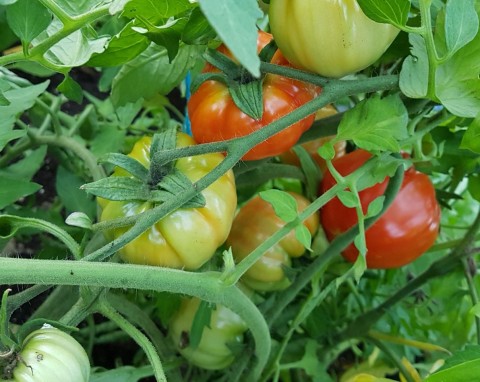 Jaki jest najlepszy nawóz do sadzonek pomidorów na dużo owoców? Ogrodnicy zdradzają przepisy