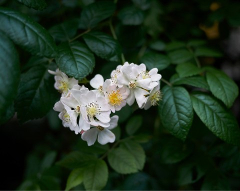 Róża wielokwiatowa (Rosa multiflora)