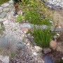 Ogród, Ogrodowe dekoracje - pół krokodyla - wyszedł dopiero co z suchego strumyka