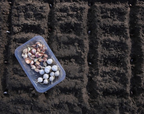 Dlaczego warto sadzić czosnek na przełomie października i listopada? O tych plusach ogrodnicy rzadko mówią