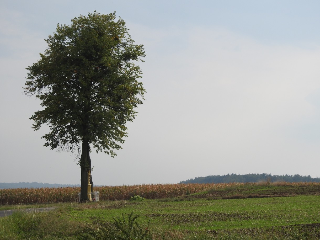 Ogród, ZACZAROWANE JABŁONIE