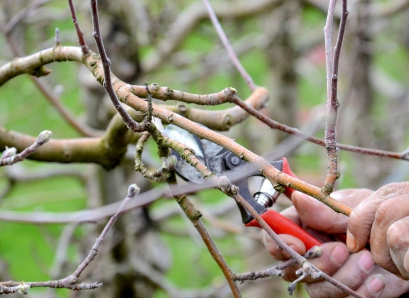jakie krzewy ciąć w kwietniu