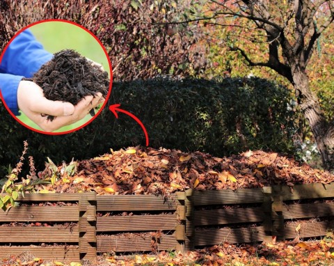 Czy warto zbierać liście na kompost? Sprawdź, jak zrobić ziemię liściową i do czego przyda się w ogrodzie