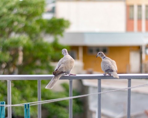 Tego sposobu na odstraszenie gołębi z balkonu możesz nie znać. Wreszcie przestaną przylatywać