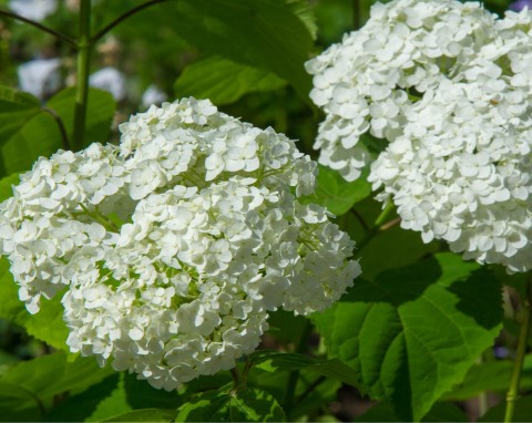 Hortensja drzewiasta (Hydrangea arborescens)