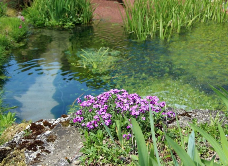 jakie rośliny nadają się do posadzenia przy oczku wodnym