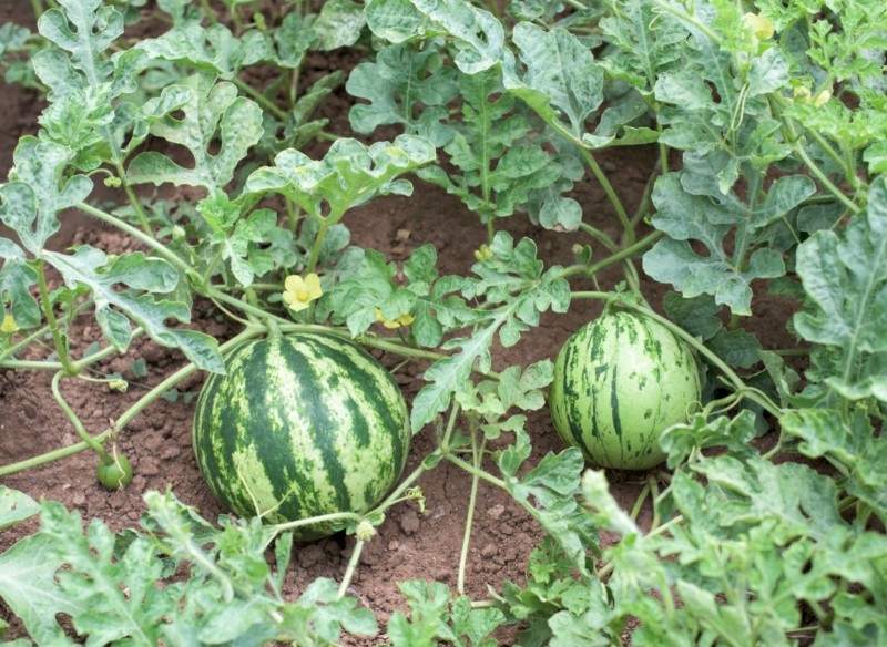 domowe nawozy na owocowanie arbuzów