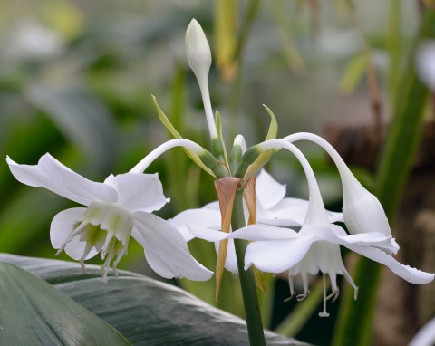 Lilia amazońska (Eucharis amazonica)