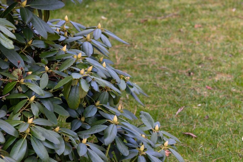 Wiosną glebę w miejscu uprawy rododendronów trzeba zakwasić.