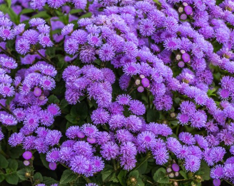 Jakie kwiaty można wysiać w lutym? Rozsada opłaca się bardziej niż kupno sadzonek