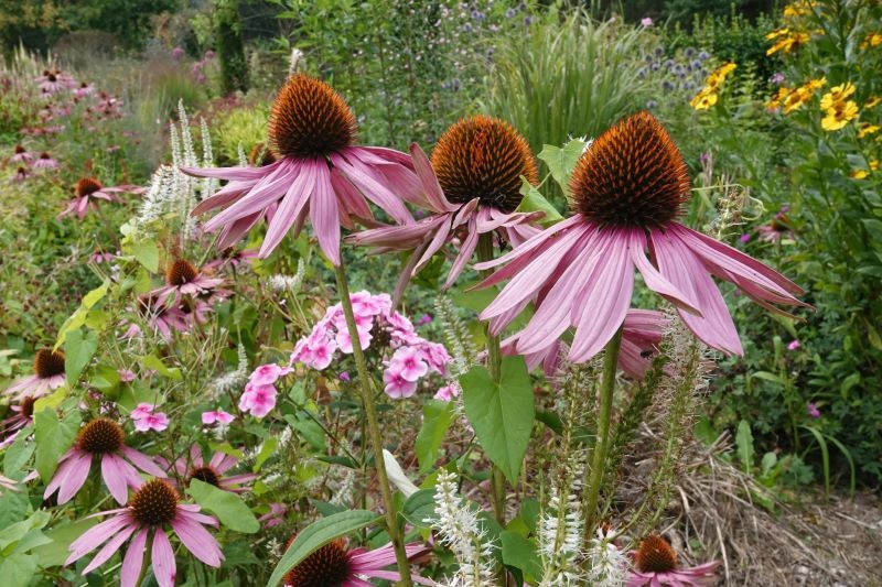 W ogrodzie warto uprawiać nie tylko popularną jeżówkę purpurową, ale również jej ciekawe odmiany.