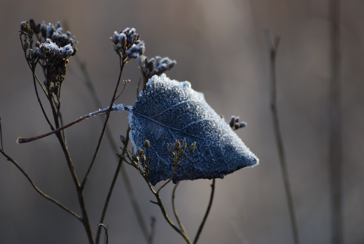 Leśne klimaty, GRUDNIOWY CZAS