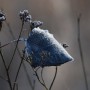 Leśne klimaty, GRUDNIOWY CZAS