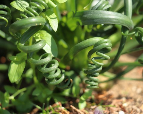 Kwiat jak z baśni, pachnący wanilią. Albuca spiralis – wymagania i uprawa