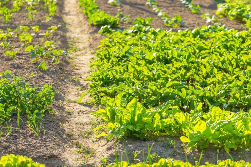 Po ogórkach warto uprawiać warzywa o krótkim okresie wegetacji.