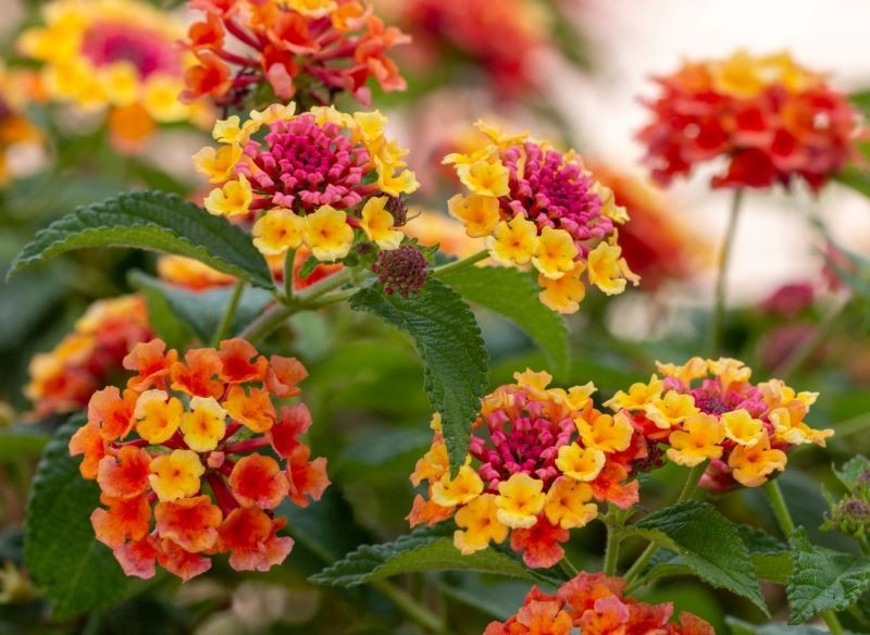 Największym atutem lantany pospolitej są jej barwne kwiaty.