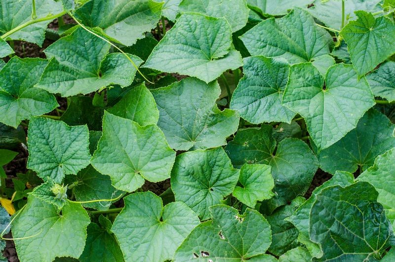 Przędziorka chmielowca można się pozbyć z ogórków domowym sposobem.