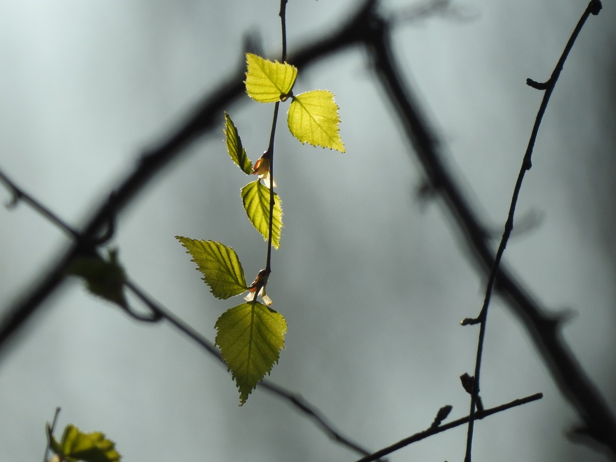 Leśne klimaty, WIOSENNY PORANEK