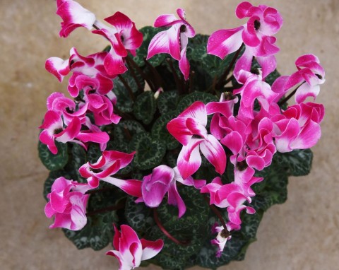 Dlaczego cyklamen opada? Proste rozwiązania, które szybko przywrócą go do życia