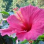 Rośliny, Pełnia lata ............... - ..............i hibiskus...............