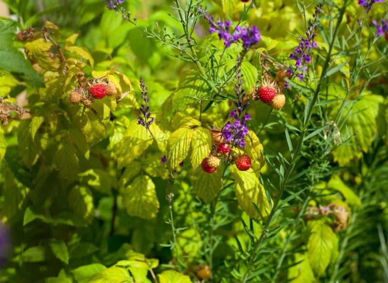 Jakie sąsiedztwo będzie najlepsze dla malin?