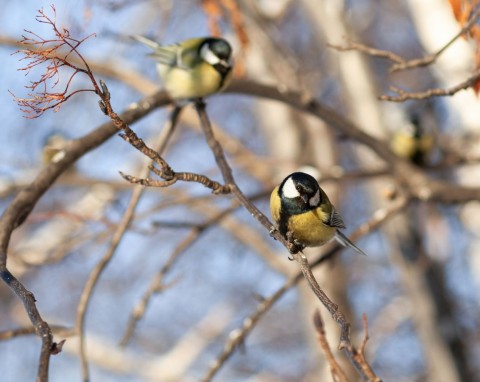 Znajdzie się w każdej kuchennej szufladzie. Zrobisz z niego najlepszy karmnik dla sikorek, będą ciągle przylatywać