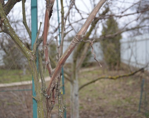 Zimowe przycinanie winorośli. Nie popełniaj często powtarzanego błędu, bo popsujesz owocowanie