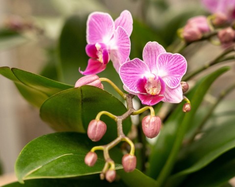 Storczyk traci pąki? Jest na to prosta rada, podstaw obok doniczki, kwiaty będą przepiękne