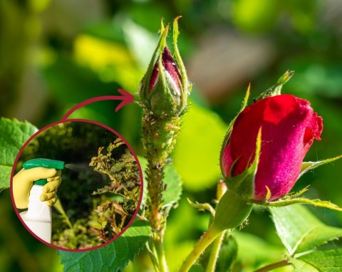 Róże marnieją w oczach? Jak zrobić naturalny oprysk na mszyce i inne choroby?