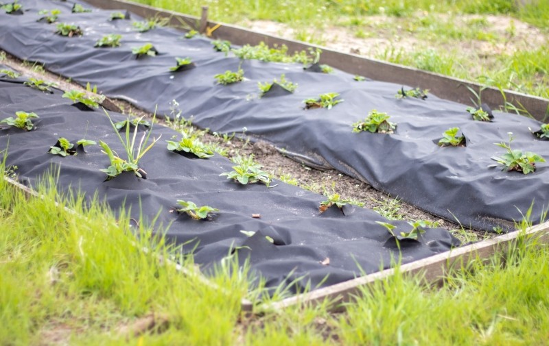 ściółki nieorganiczne