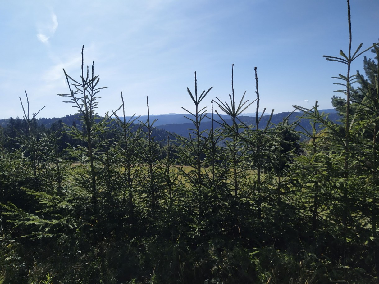 Leśne klimaty, Krynica Zdrój-Wieża Widokowa