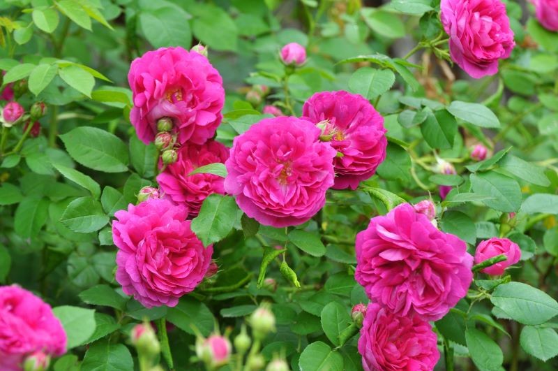 W sierpniu nie zapomnijmy o przycięciu przekwitających róż.