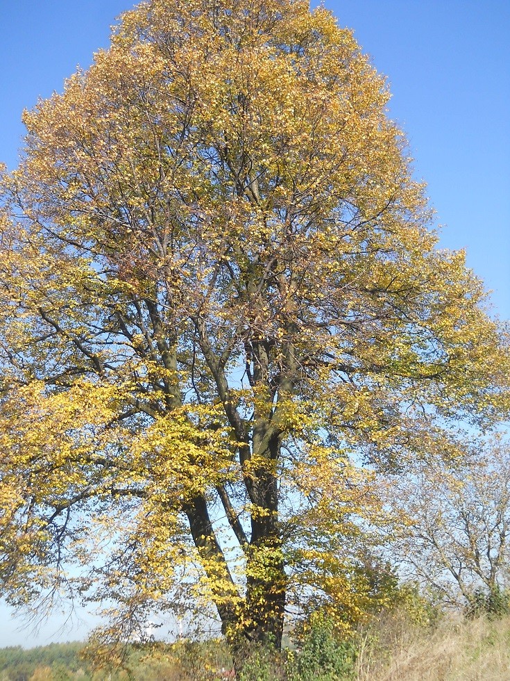 Pozostałe, Jesień.