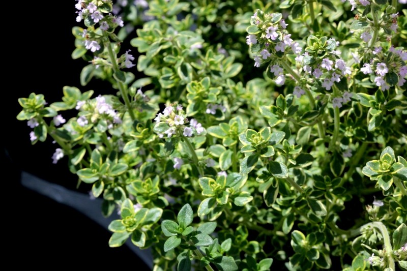 macierzanka cytrynowa