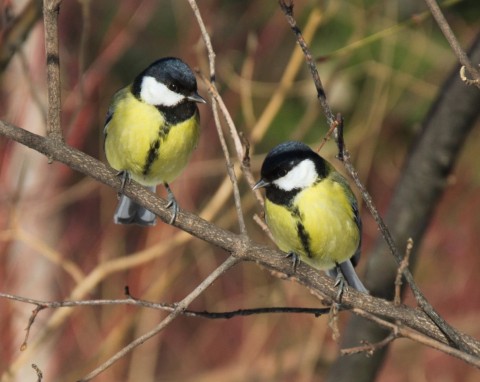 Najlepsze menu dla sikorek. Do tak zaopatrzonego karmnika zlecą się tłumy