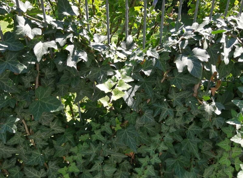 Uciążliwy bluszcz to prawdziwa zmora ogrodników.