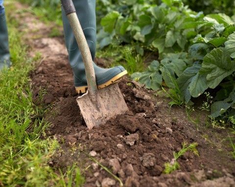 Coraz więcej ogrodników stosuje tę metodę. Azjatycki patent na ściółkowanie daje lepsze efekty