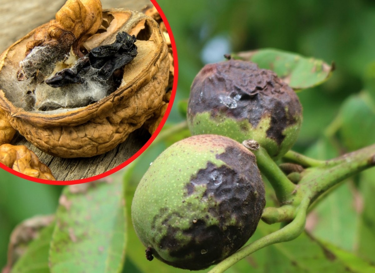choroby orzechów włoskich 
