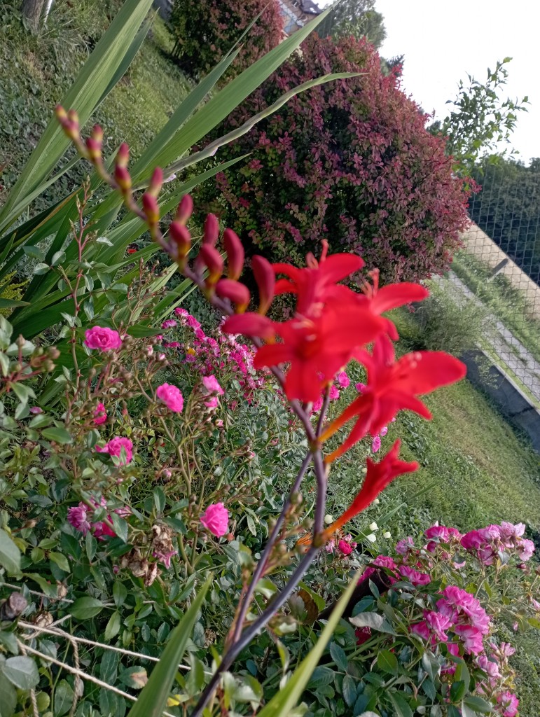 Rośliny, Poranek w ogrodzie - Kosaćce