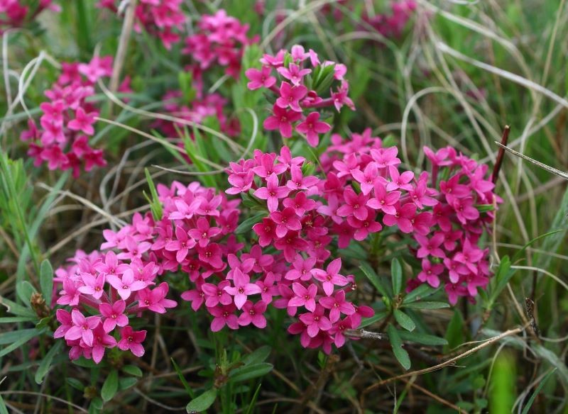 Wawrzynek główkowy najobficiej kwitnie na słonecznych stanowiskach.