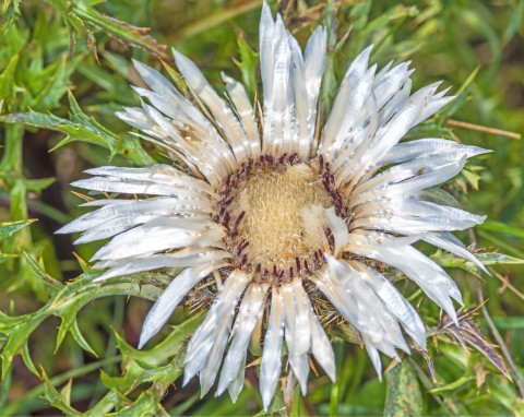 Dziewięćsił bezłodygowy (Carlina acaulis)