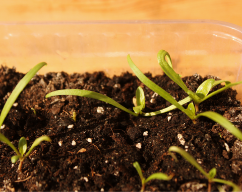 Wysiew nasion stratyfikowanych na zimno. Jak dobrze to zrobić, by nie kiełkowały zbyt wcześnie
