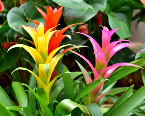 Guzmania (Guzmania)