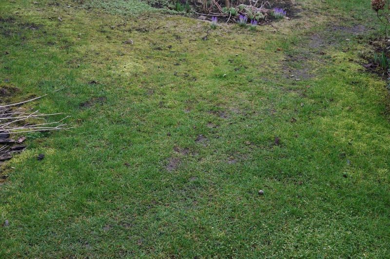 Wapnowanie trawnika na przedwiośniu pomoże w walce z mechem.