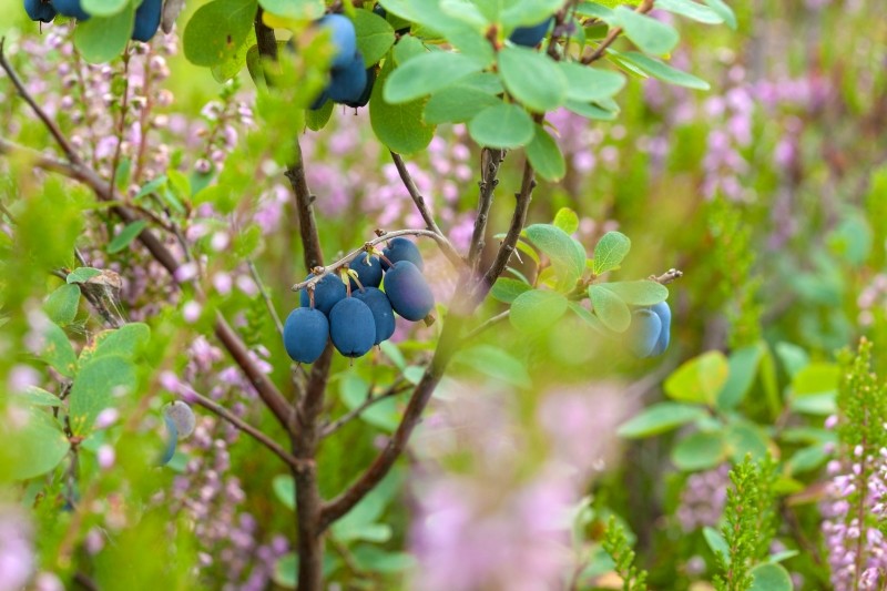 uprawa borówki bagiennej 