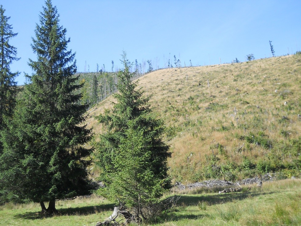 Pozostałe, Zakopane w foto - pigułce. Część piąta: Dolina Kościeliska. - widoki...